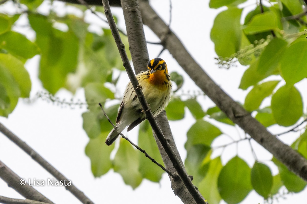 Reinita Gorjinaranja - ML646023622