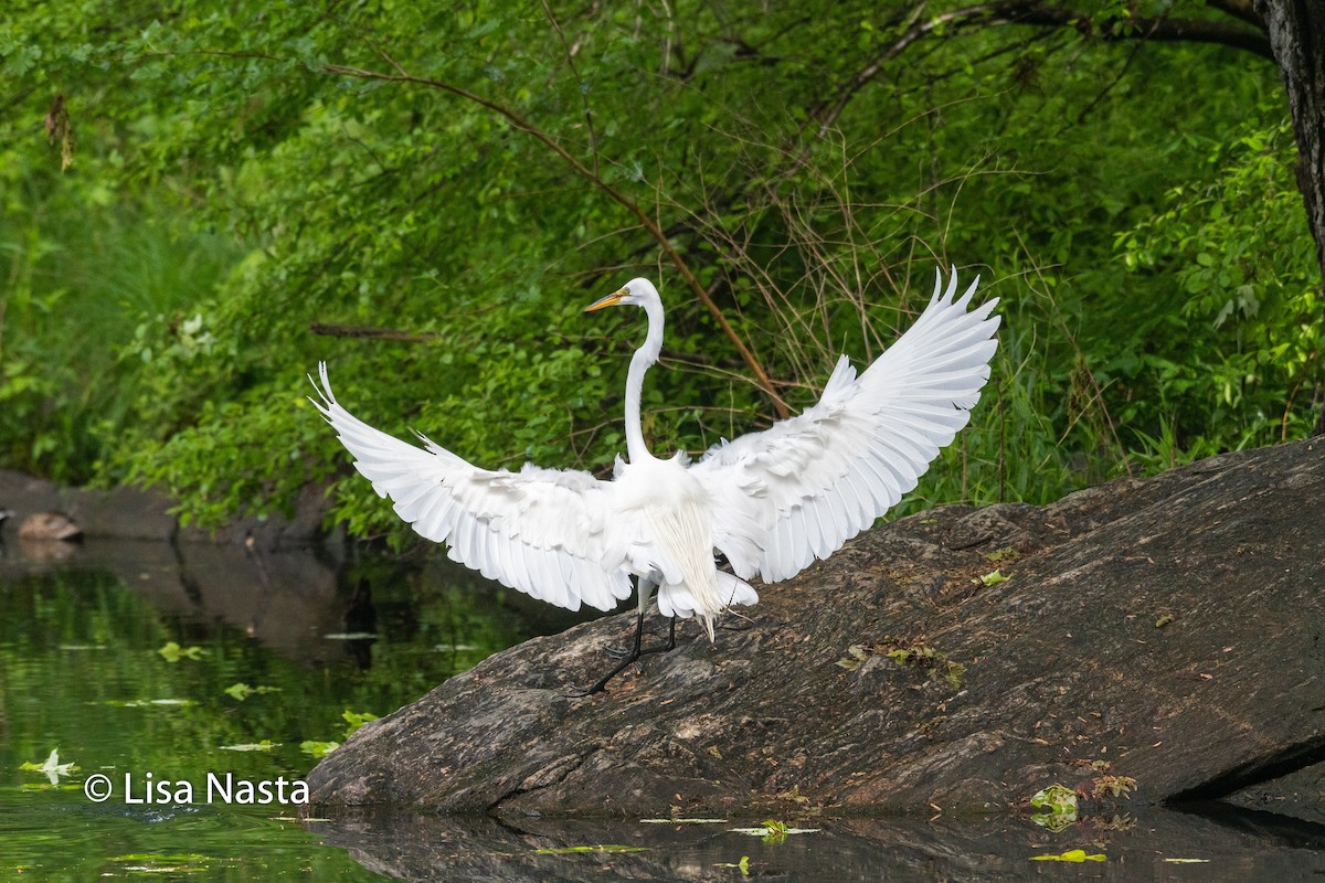 Garceta Grande - ML646023626