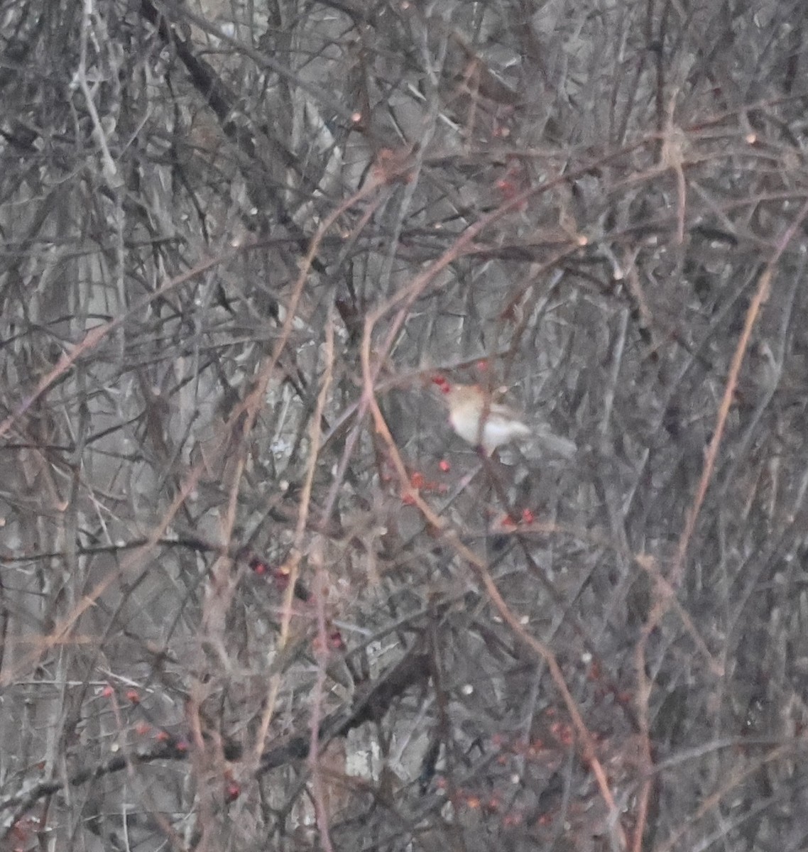 Field Sparrow - ML646023632