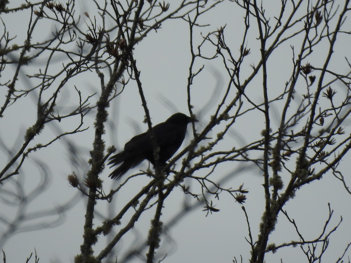 amerikakråke - ML646023633