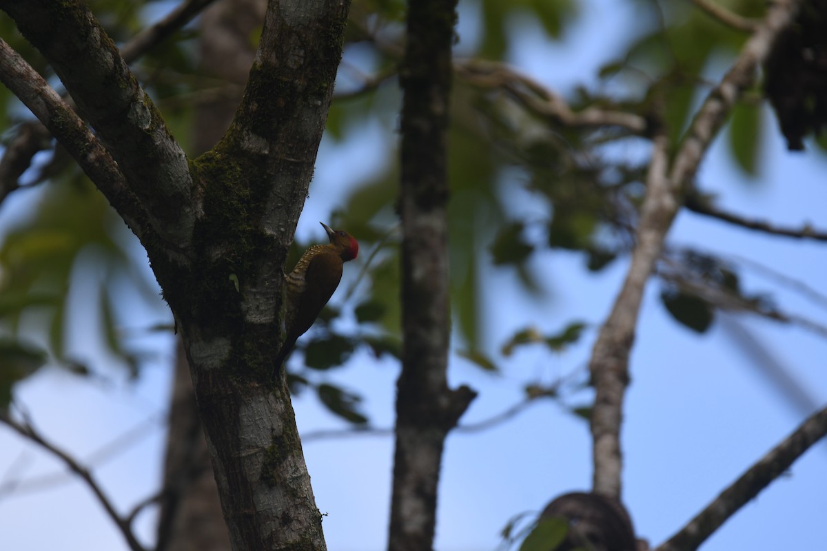 Carpintero Alirrufo - ML646023636