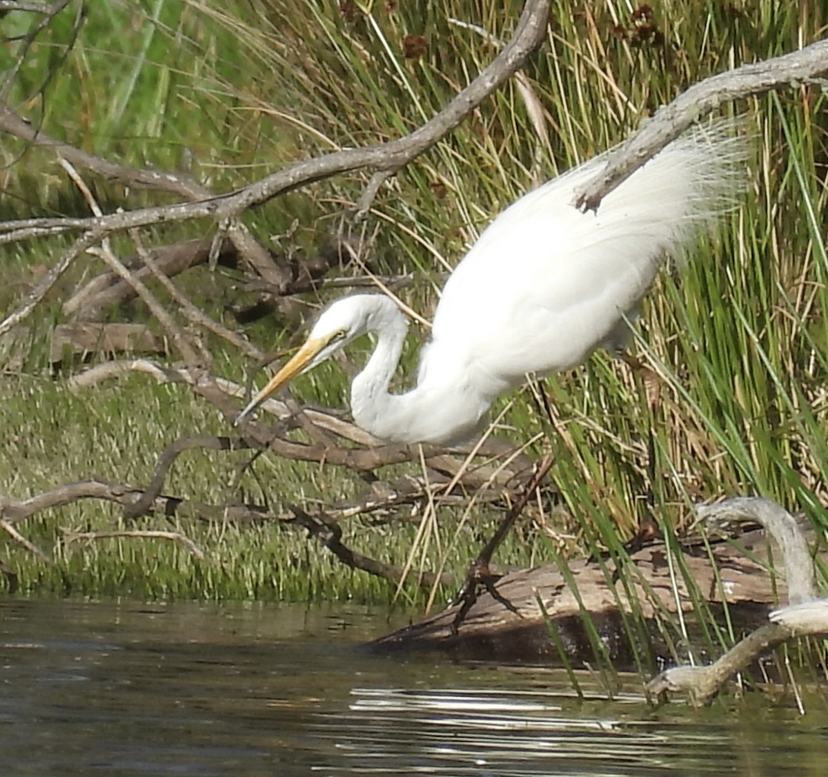 Garceta Grande - ML646023639