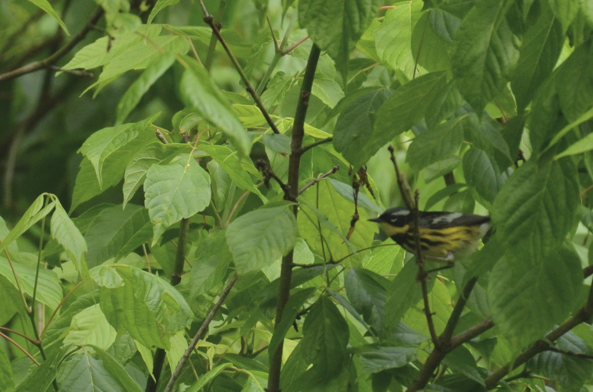 Reinita de Magnolia - ML646023640