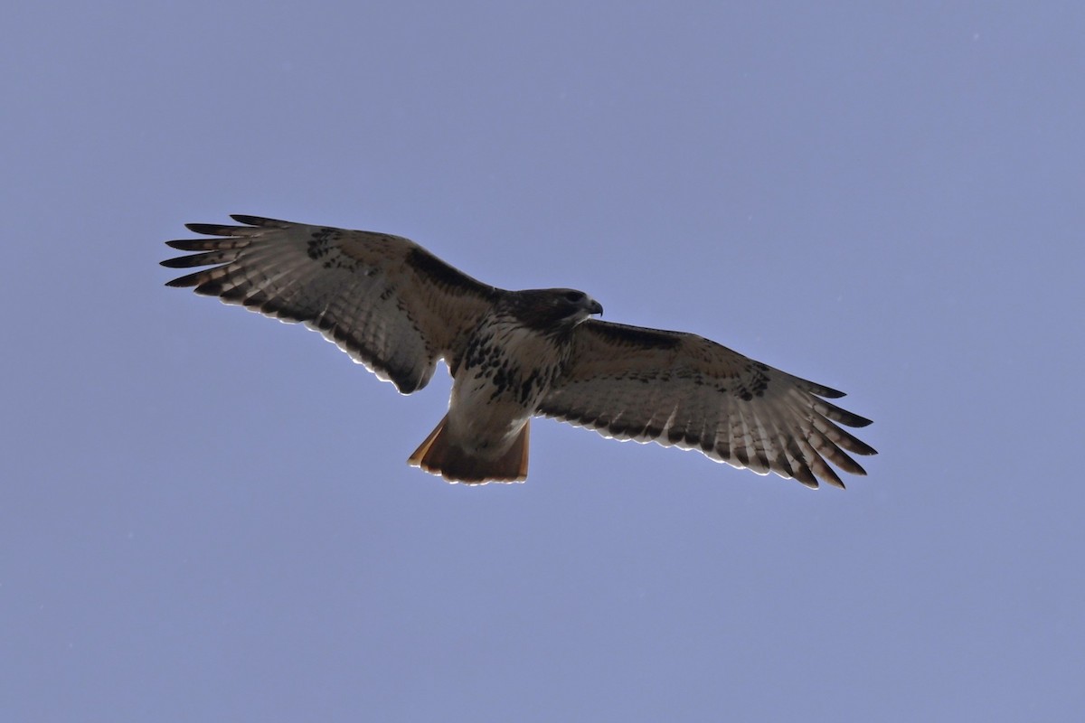 Busardo Colirrojo - ML646023641