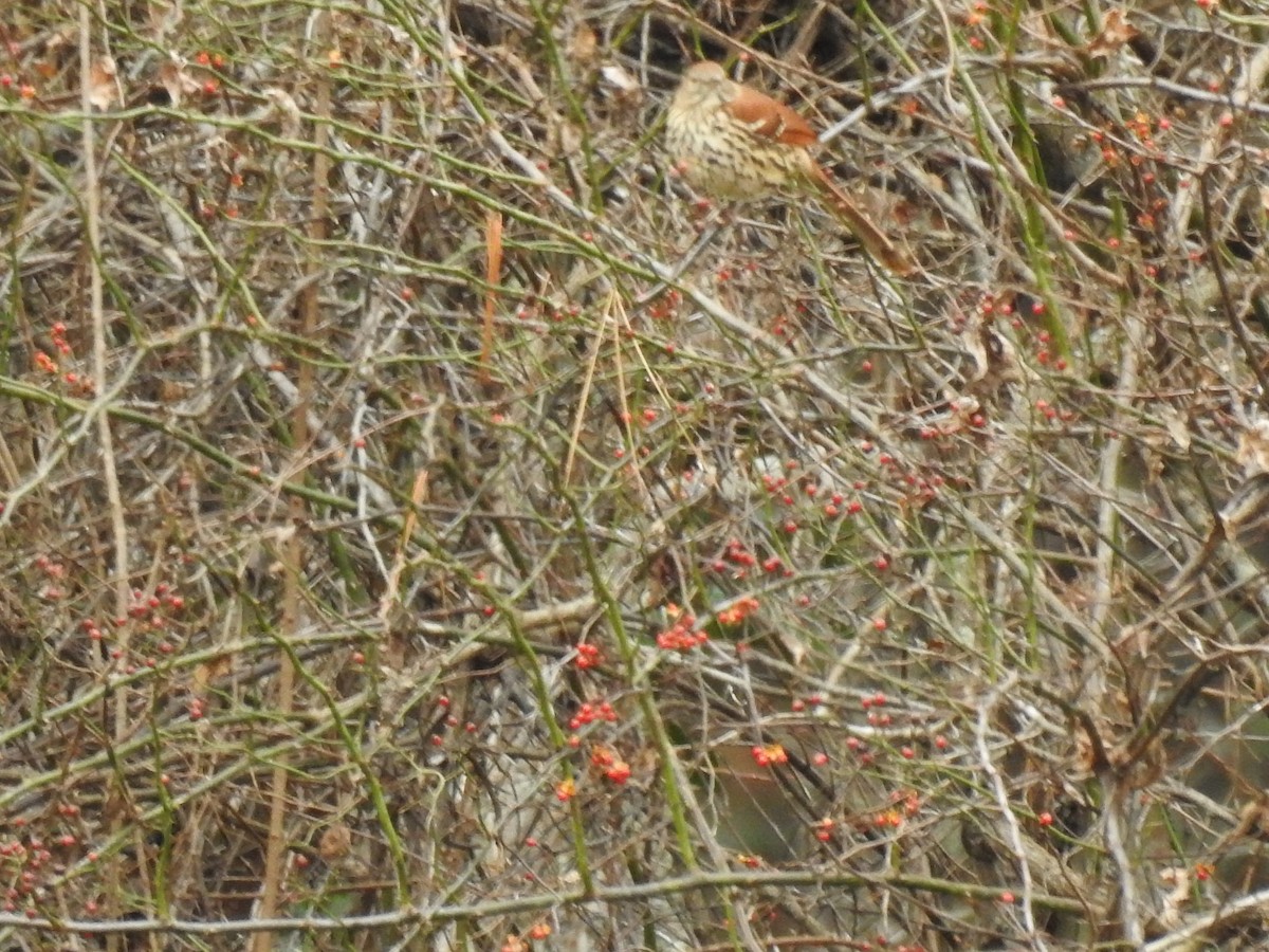 Brown Thrasher - ML646023647