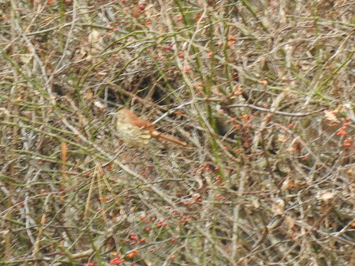 Brown Thrasher - ML646023648