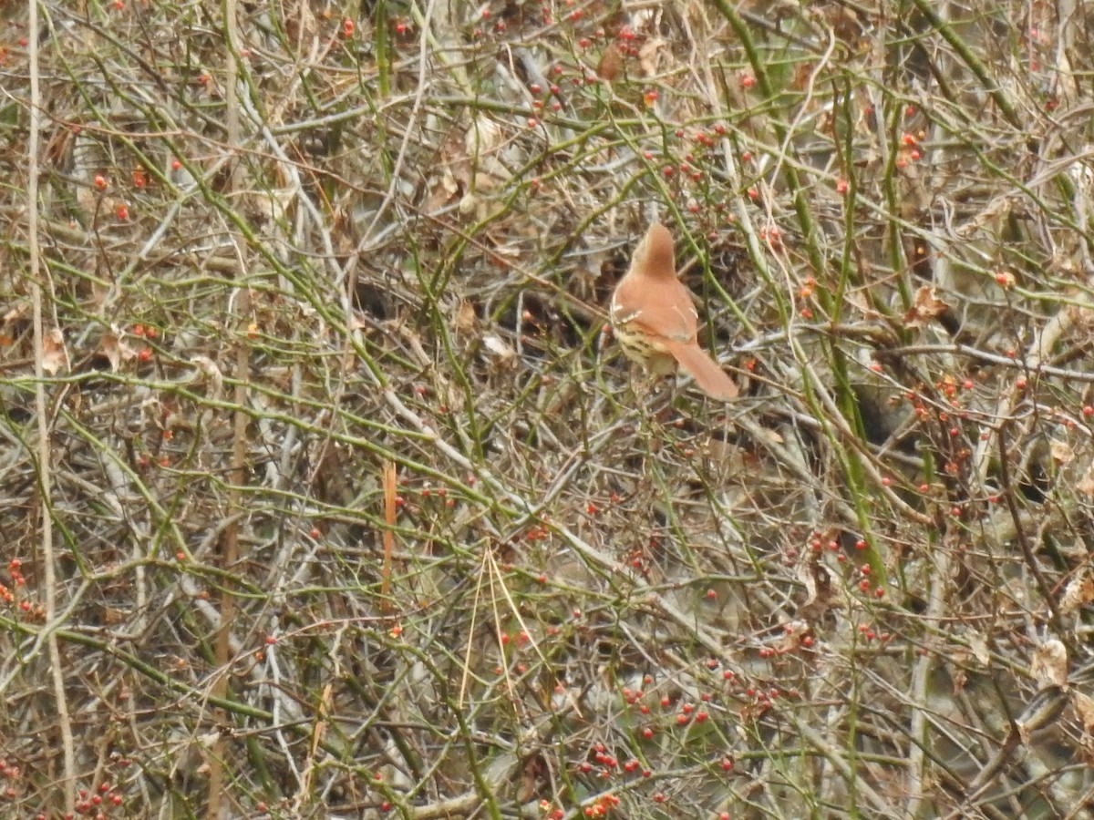 Cuitlacoche Rojizo - ML646023649