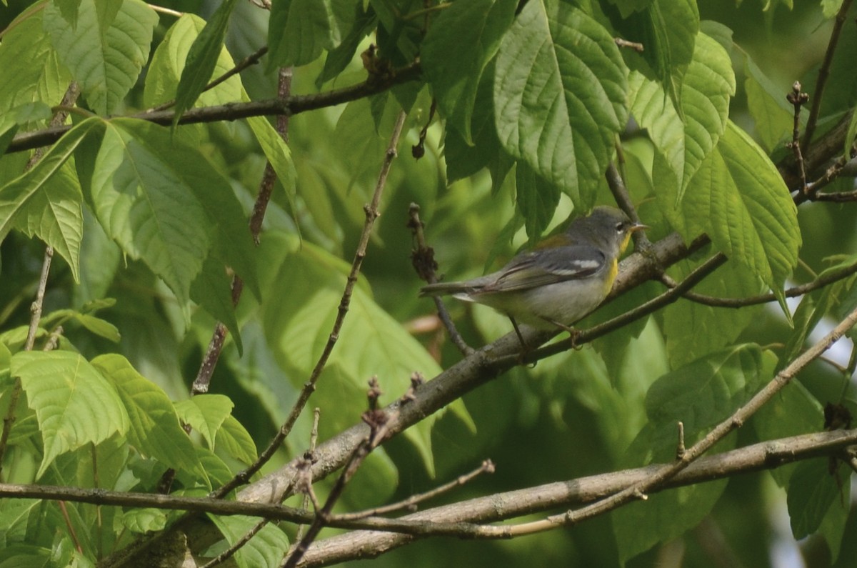 Parula Norteña - ML646023650