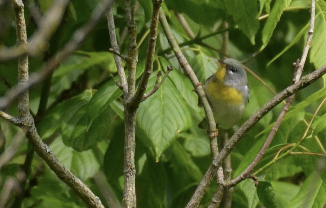 Northern Parula - ML646023651