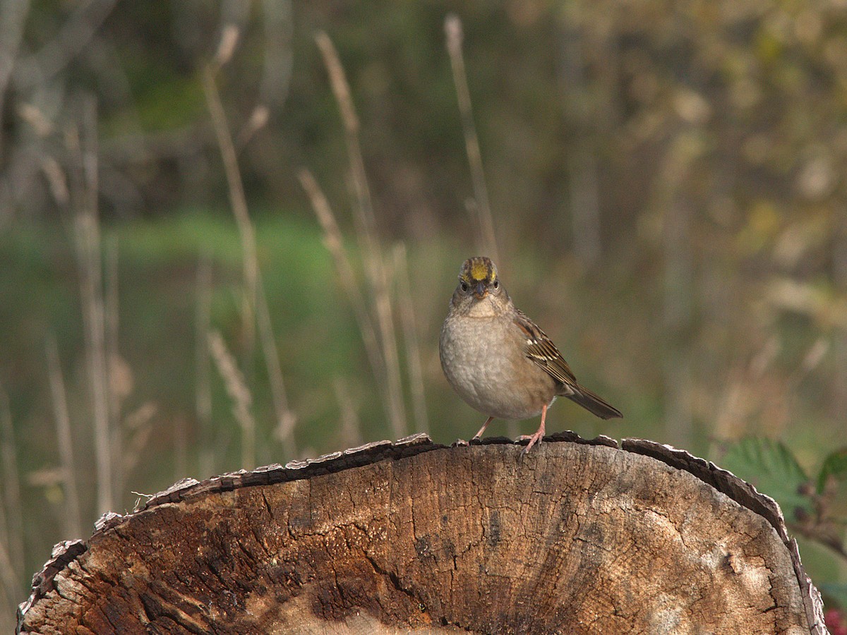 Golden-crowned Sparrow - ML646023652