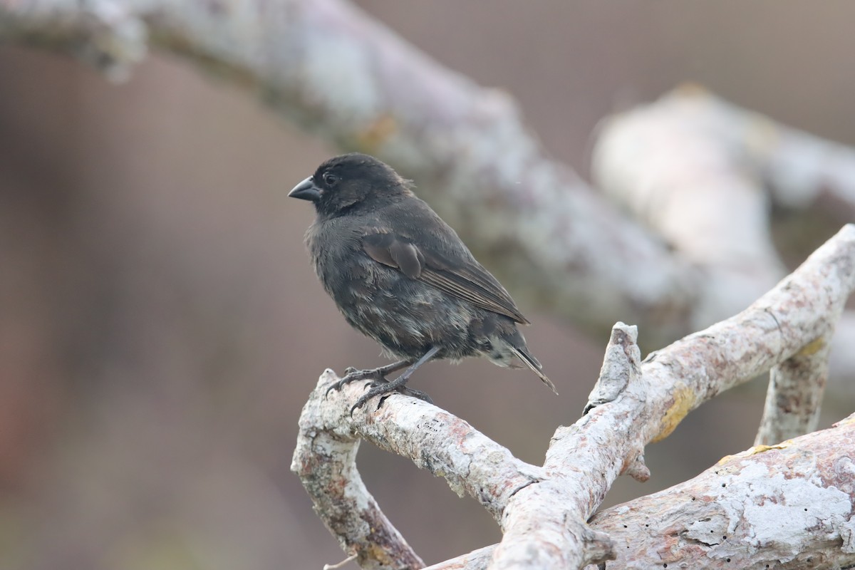 Small Ground-Finch - ML646023653