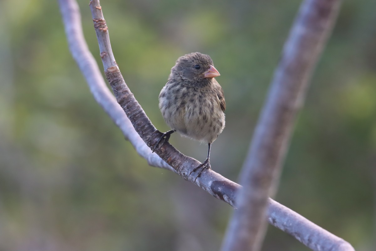 Small Ground-Finch - ML646023654