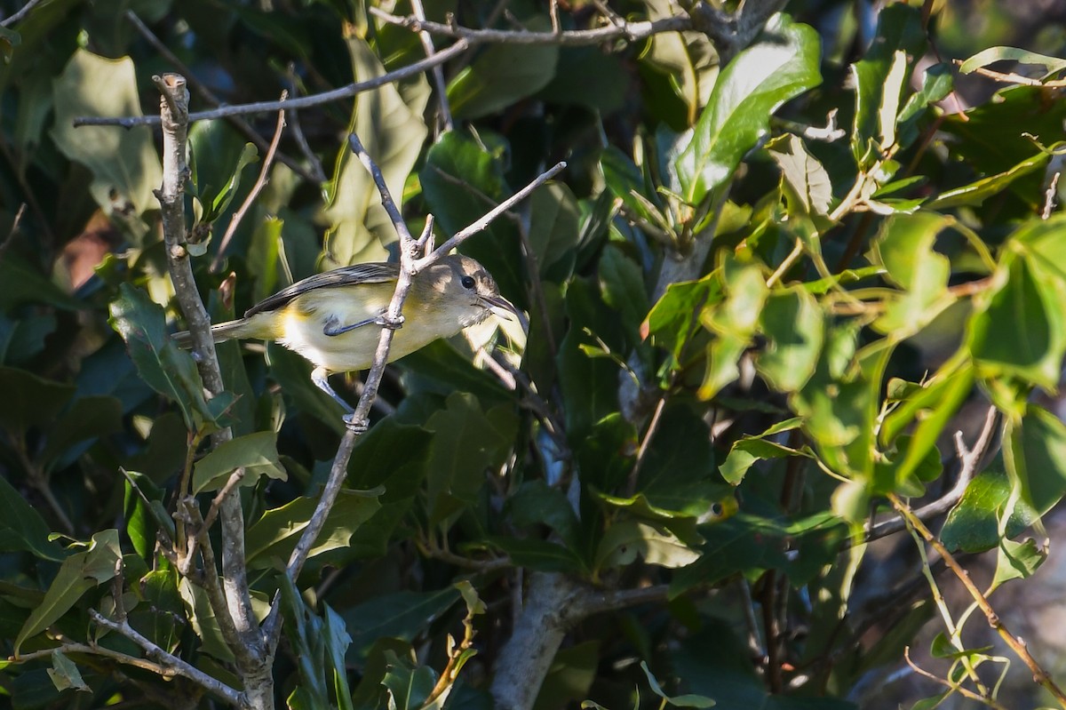 Bell's Vireo - ML646023656