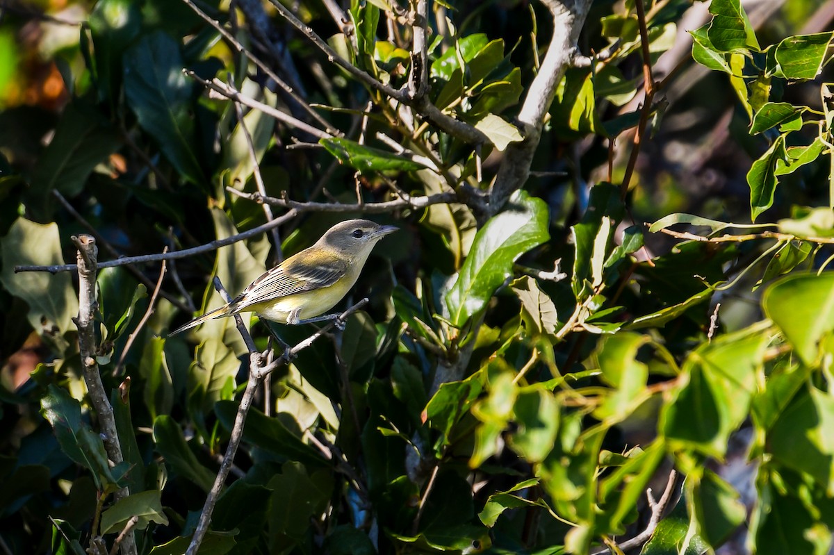 Bell's Vireo - ML646023657