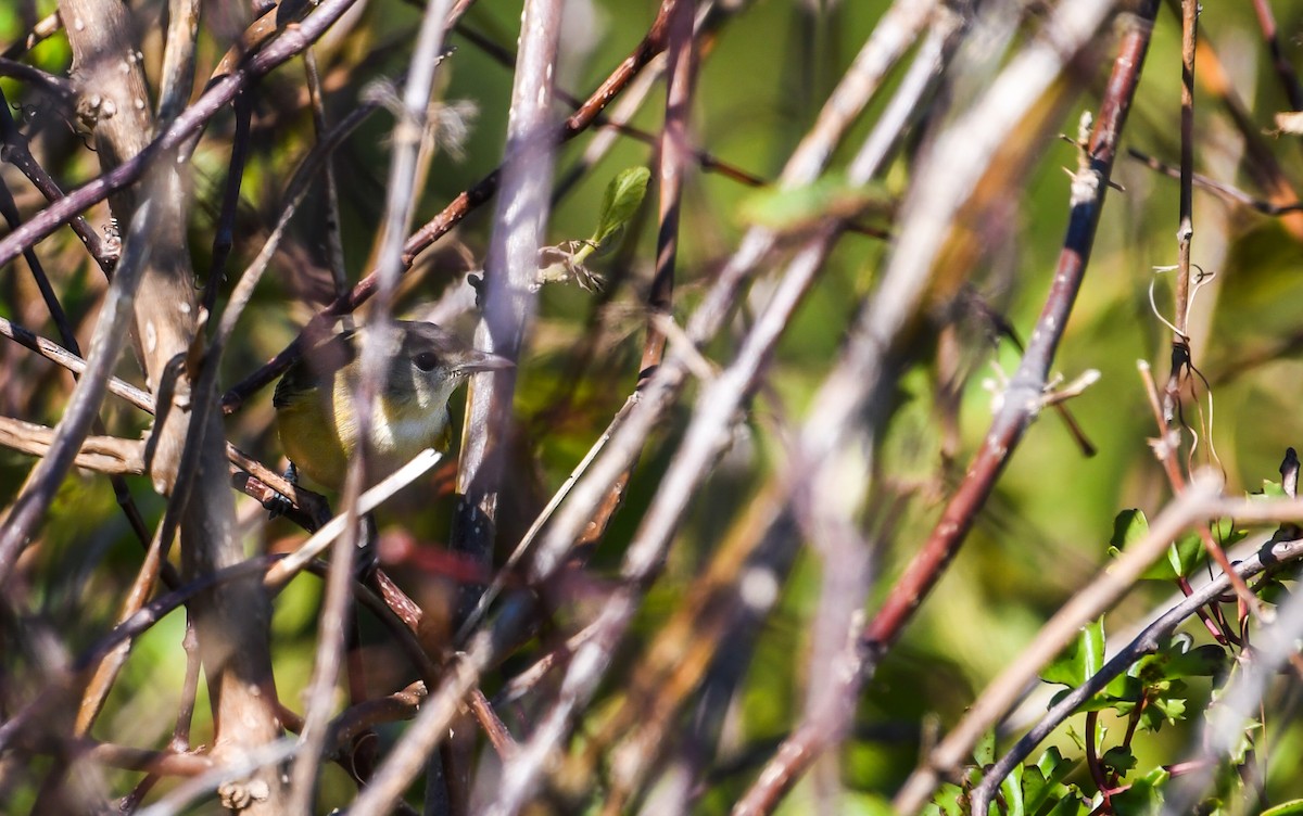 Bell's Vireo - ML646023658