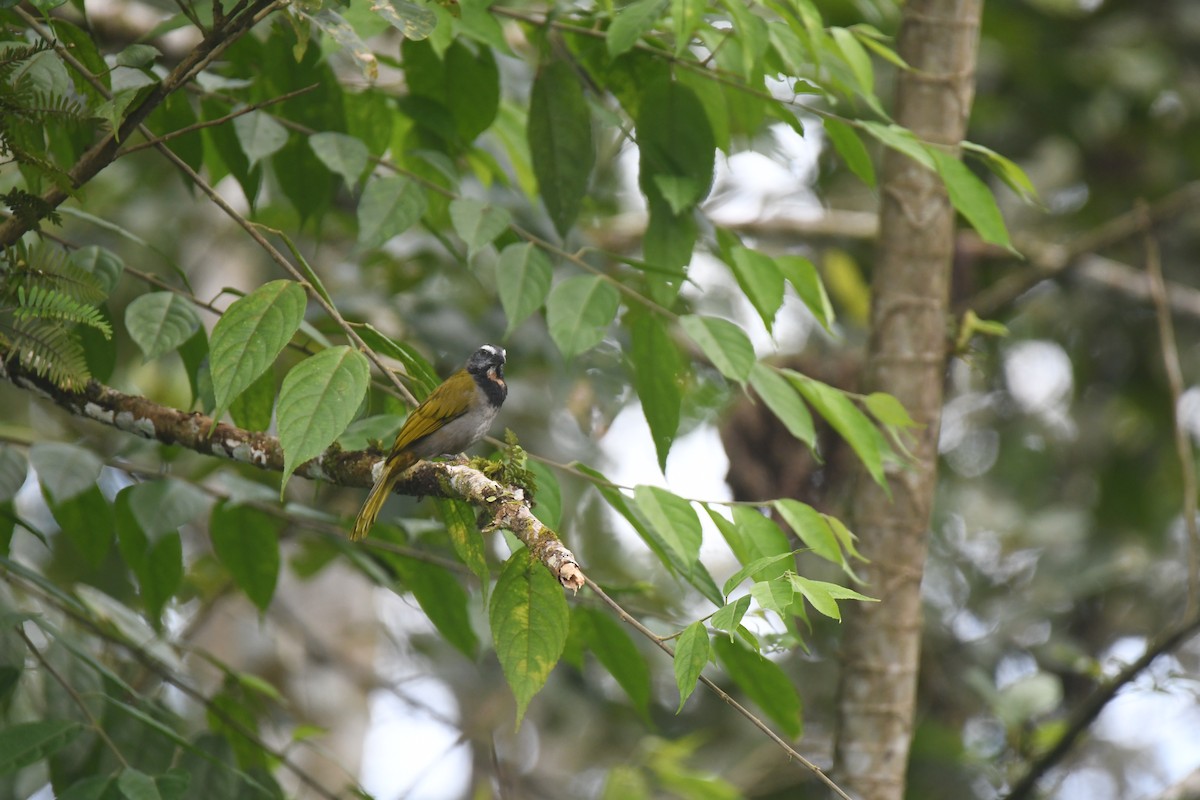 Buff-throated Saltator - ML646023659
