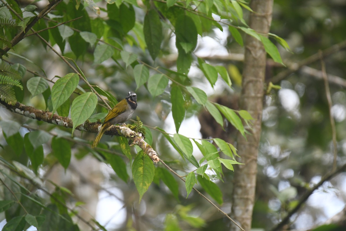 Buff-throated Saltator - ML646023660