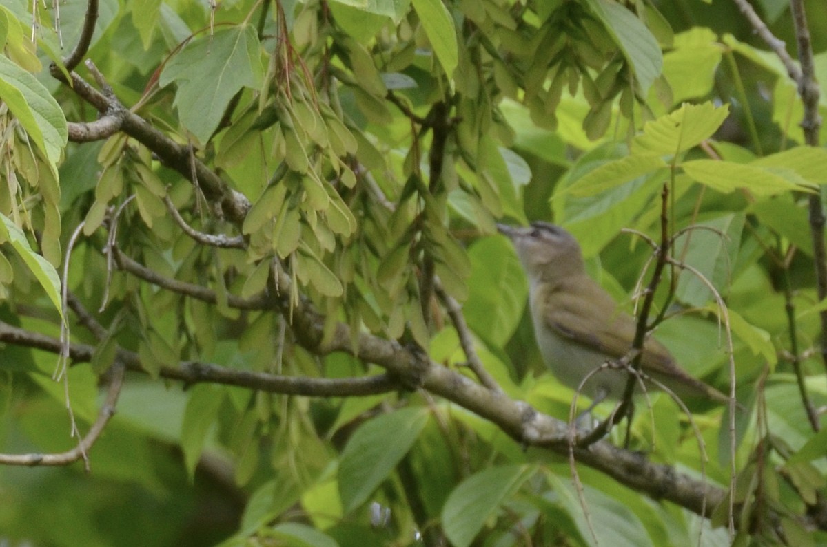 Red-eyed Vireo - ML646023662