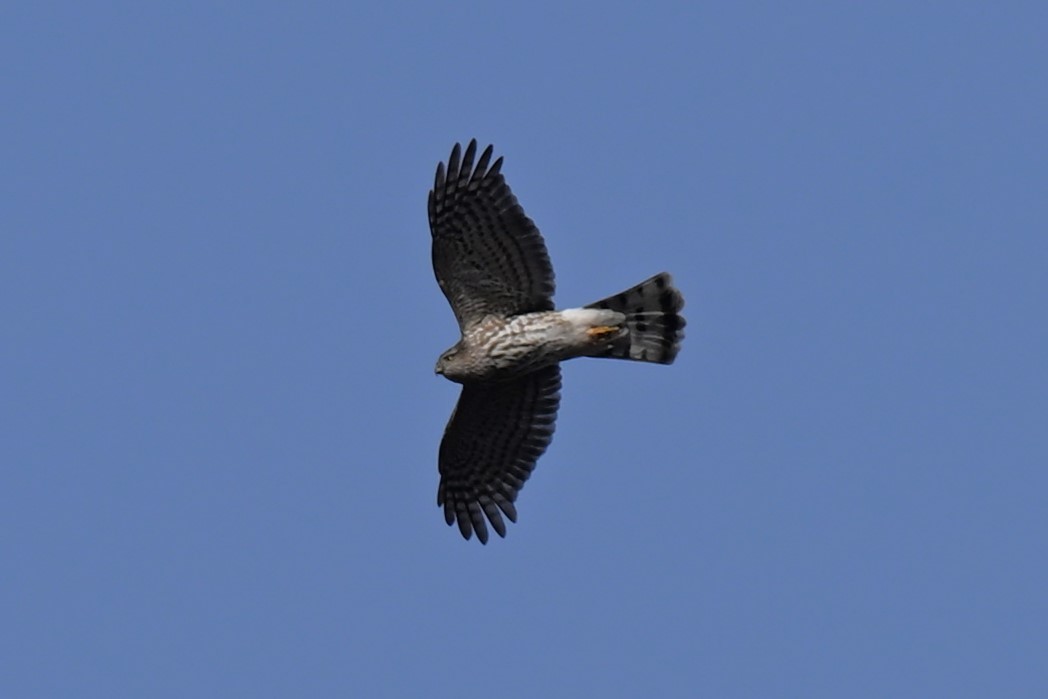Sharp-shinned Hawk - ML646023663