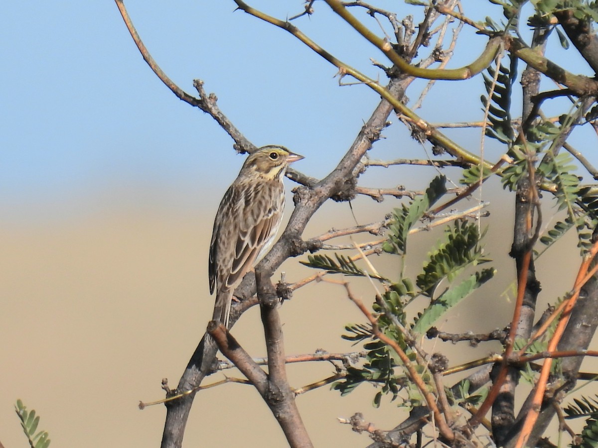 Savannah Sparrow - ML646023664