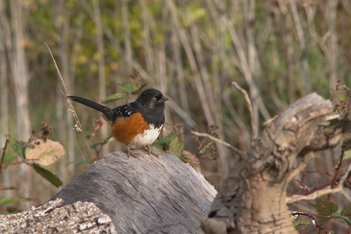 Spotted Towhee - ML646023668