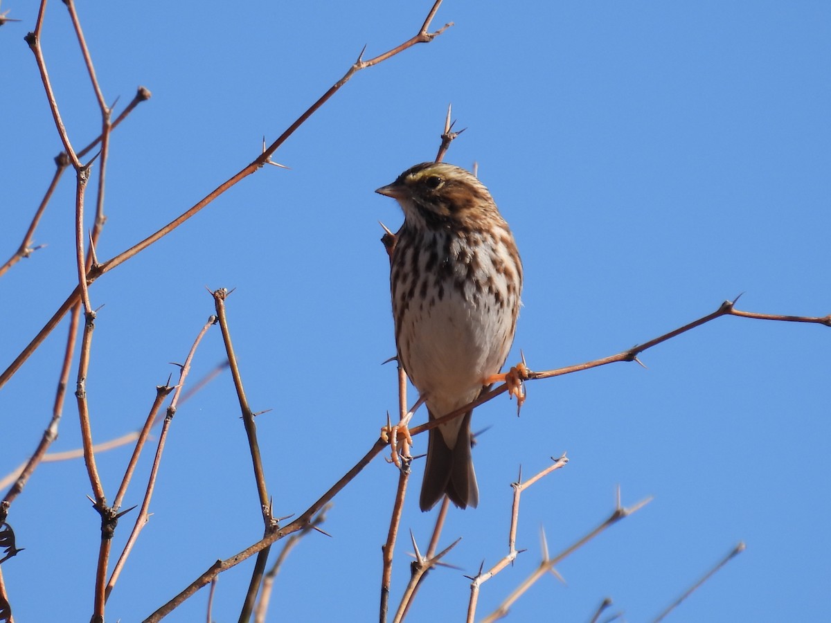 Savannah Sparrow - ML646023671