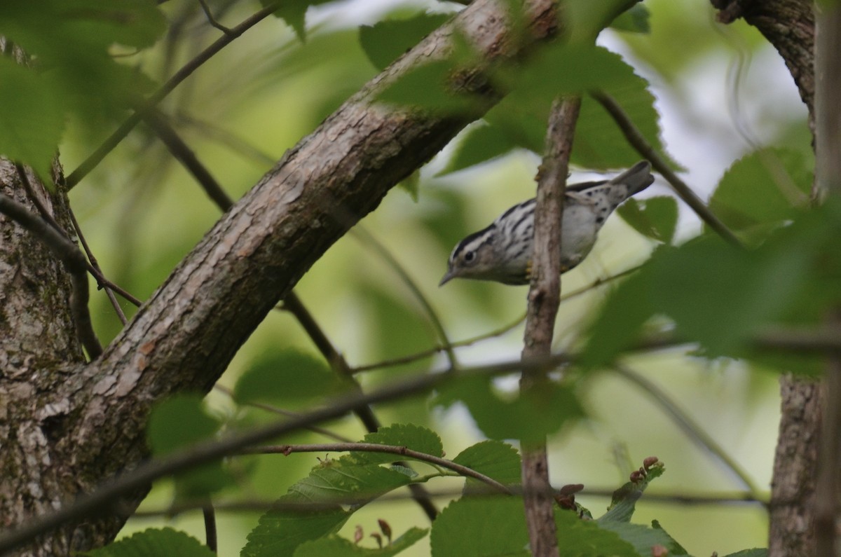 Black-and-white Warbler - ML646023672