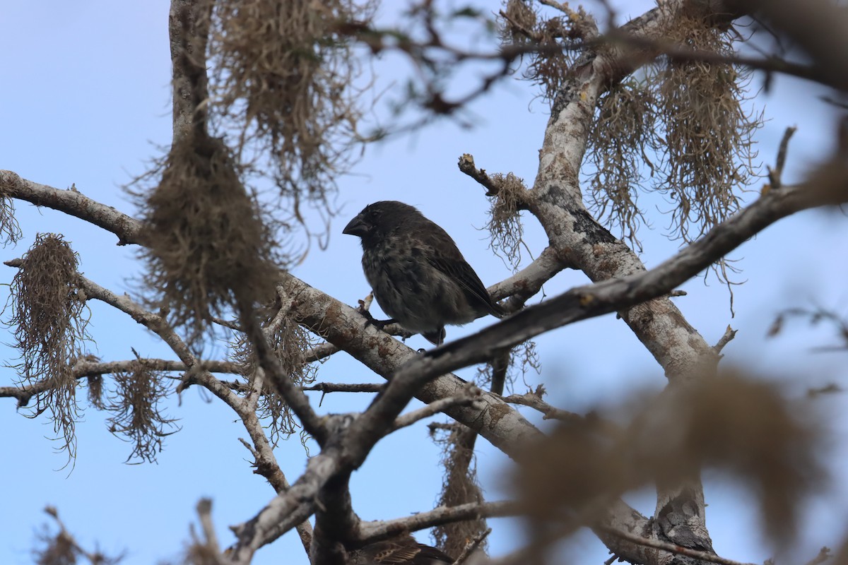 Medium Ground-Finch - ML646023673