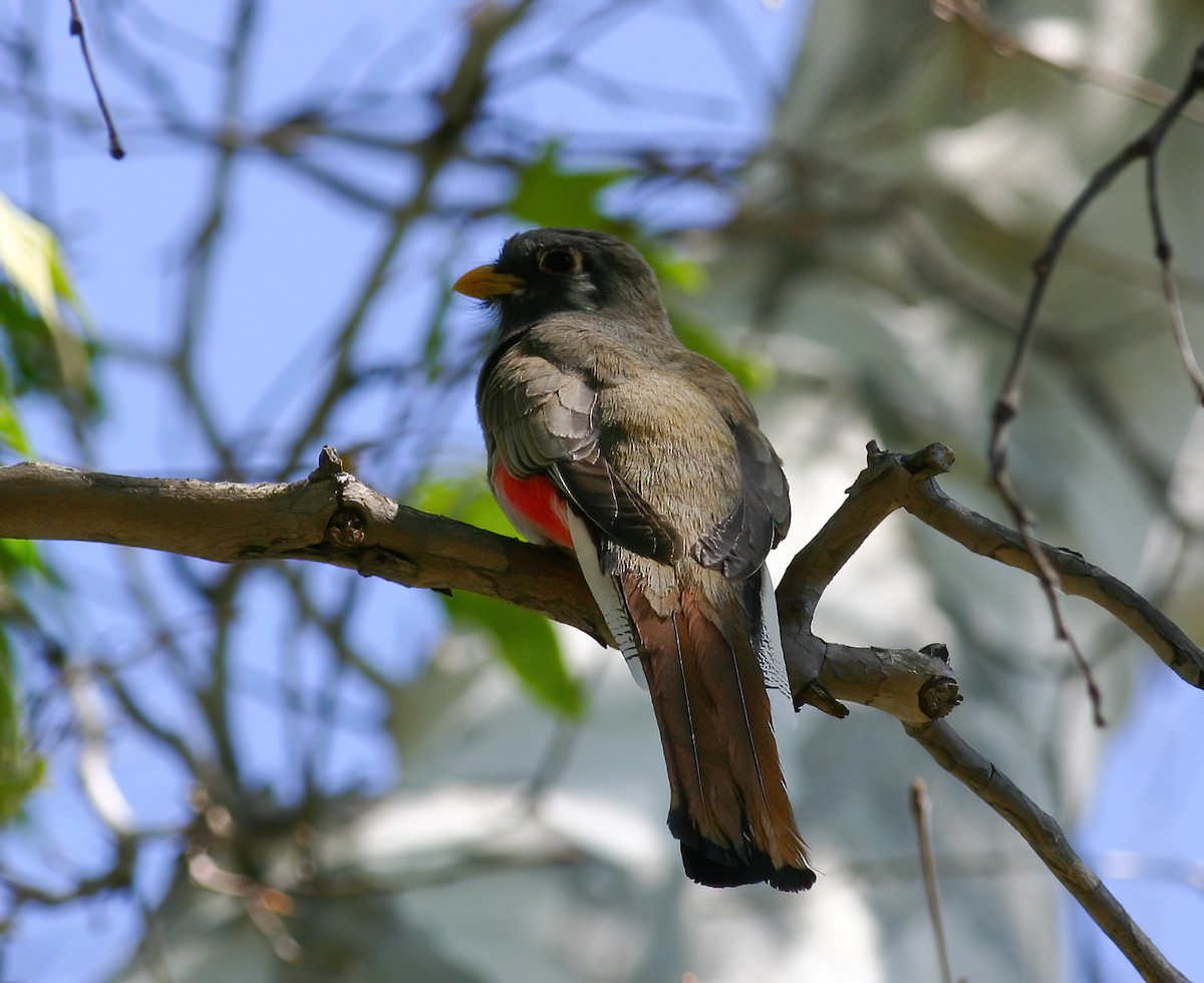 Coppery-tailed Trogon - ML646023677