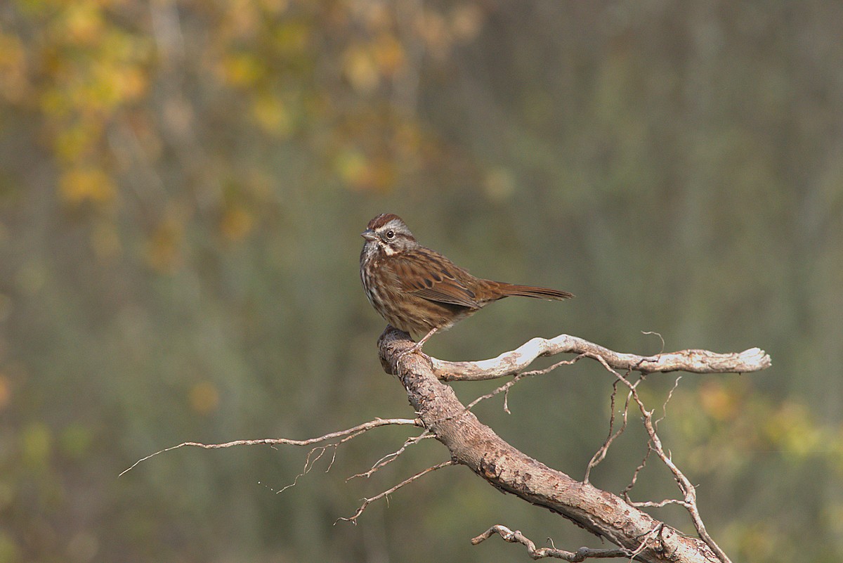 Song Sparrow - ML646023683