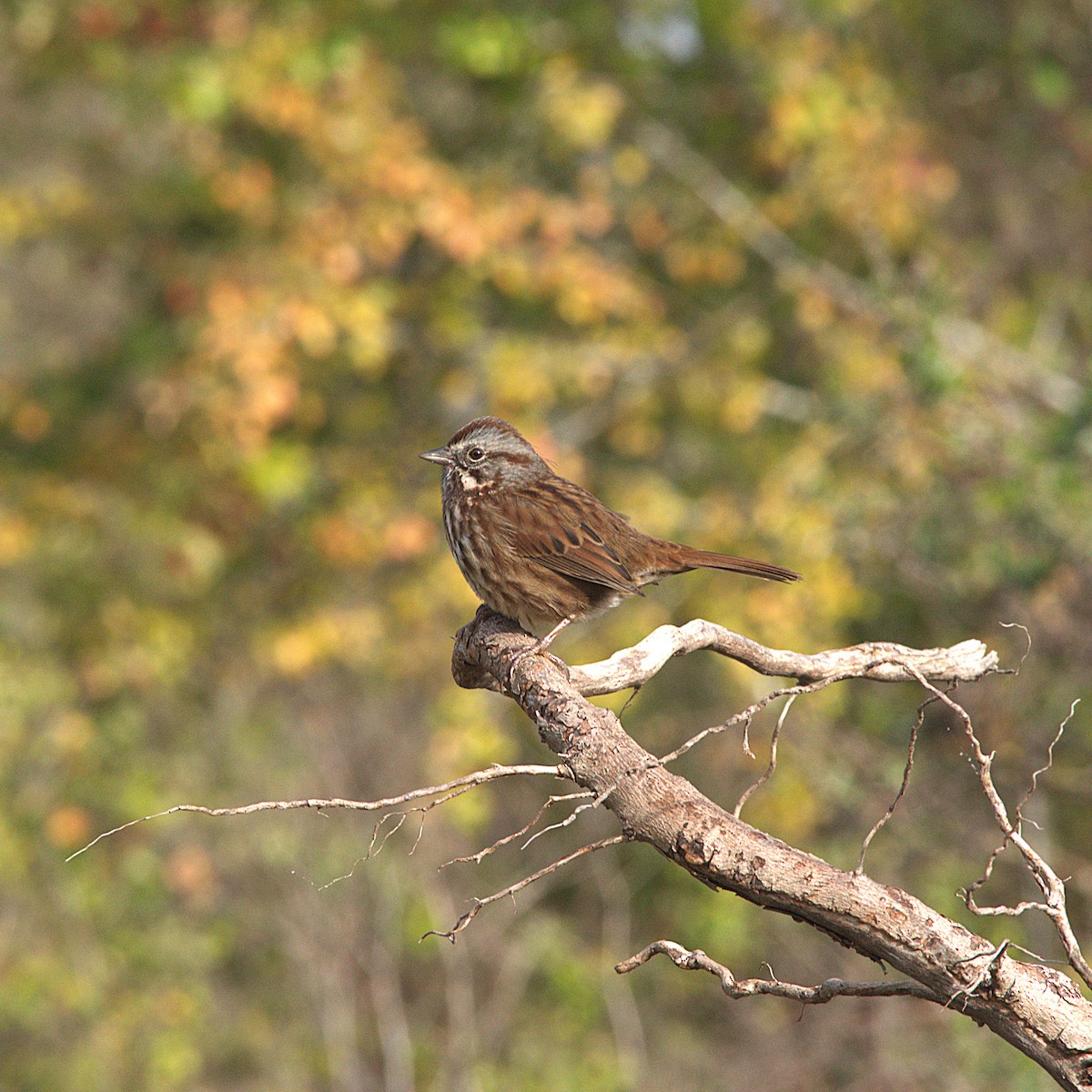 Song Sparrow - ML646023684