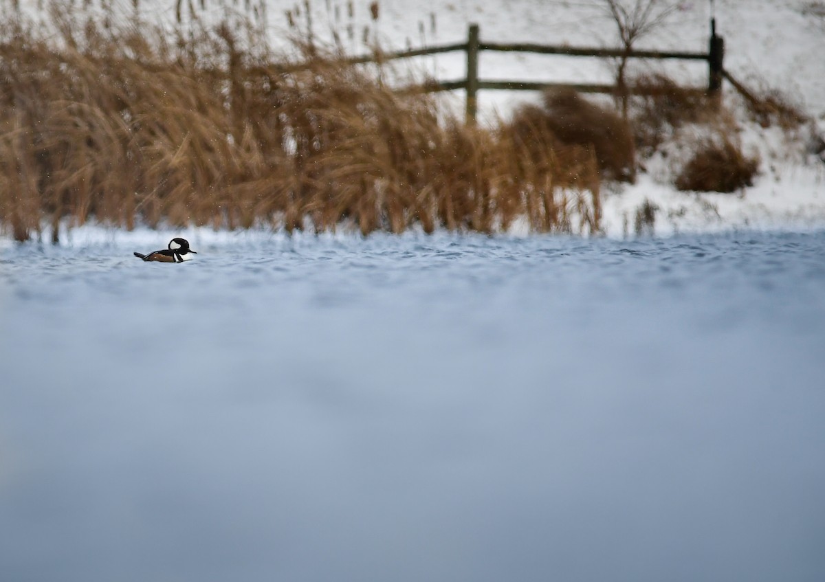 Hooded Merganser - ML646023685