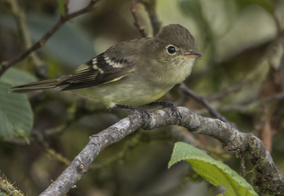 Sierran Elaenia - ML646023686