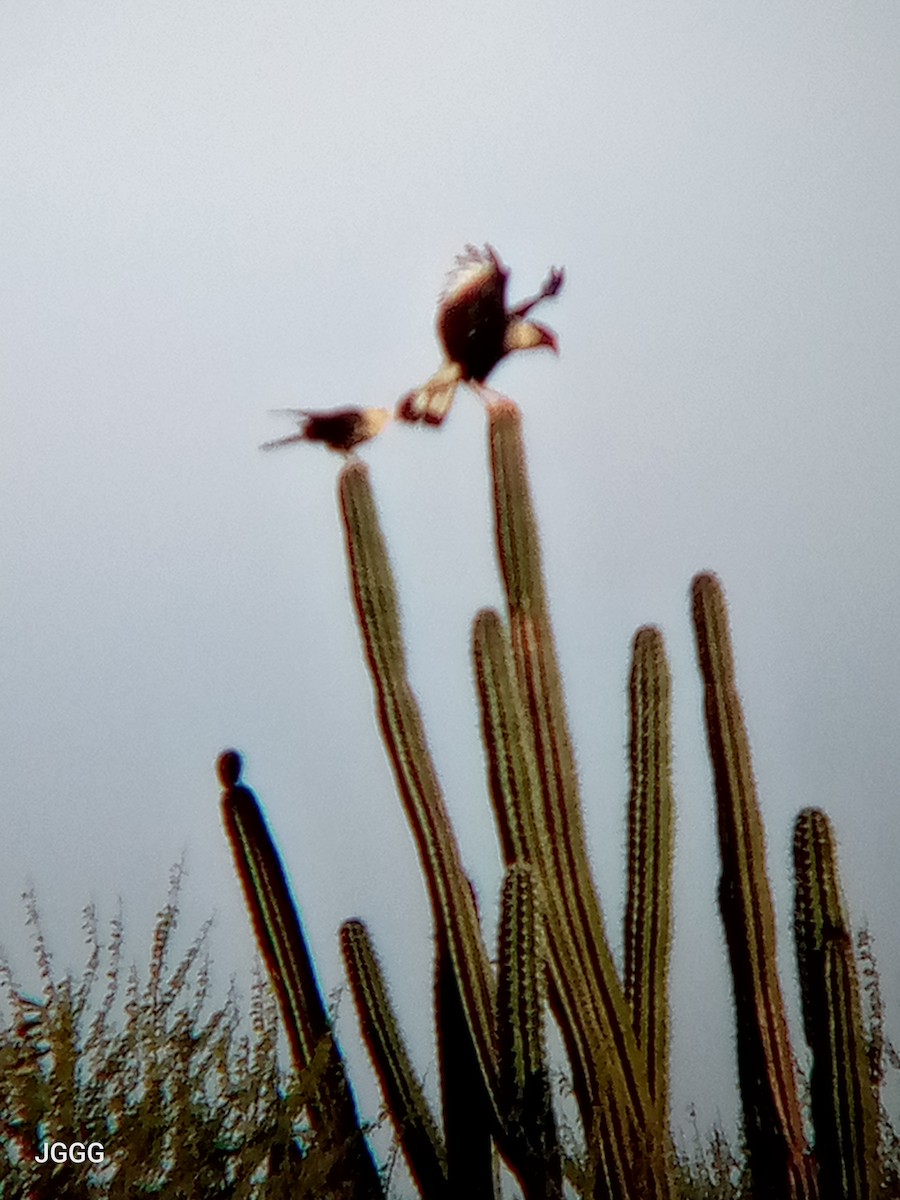 Crested Caracara - ML646023706