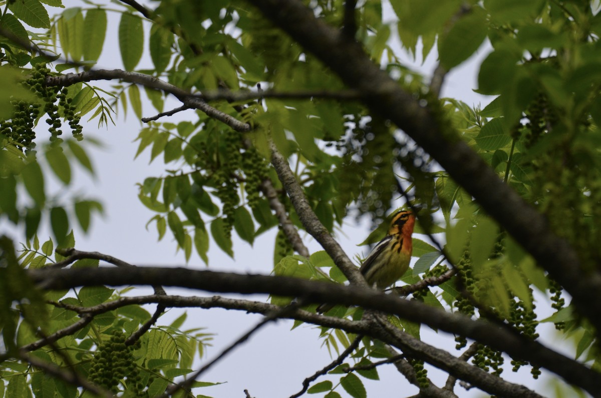 Reinita Gorjinaranja - ML646023707