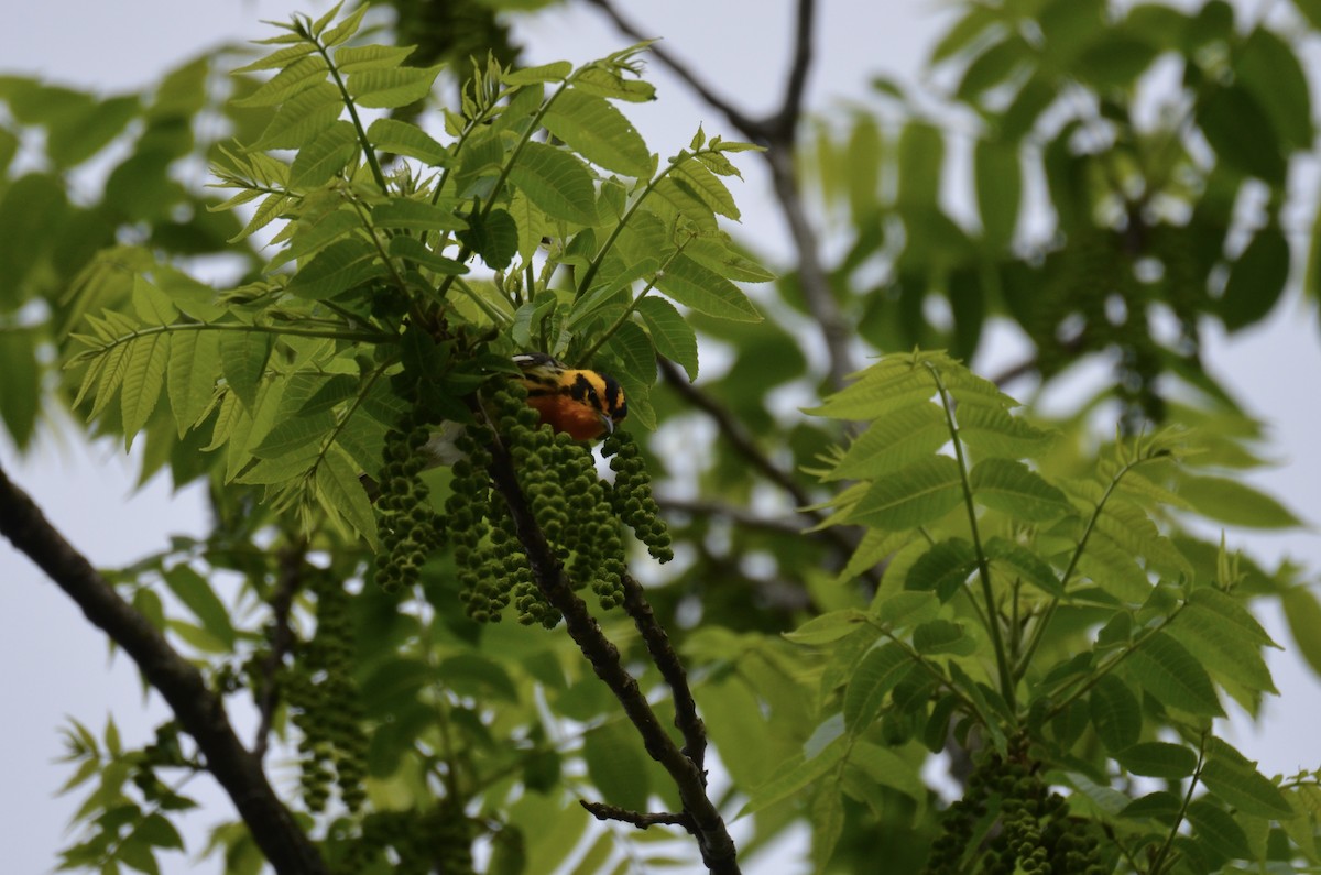 Reinita Gorjinaranja - ML646023710