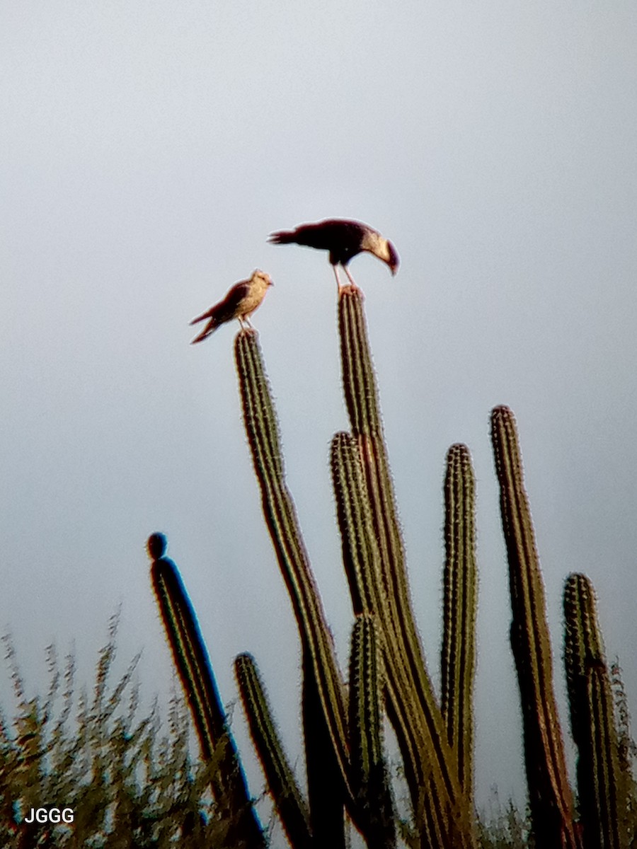 Crested Caracara - ML646023722