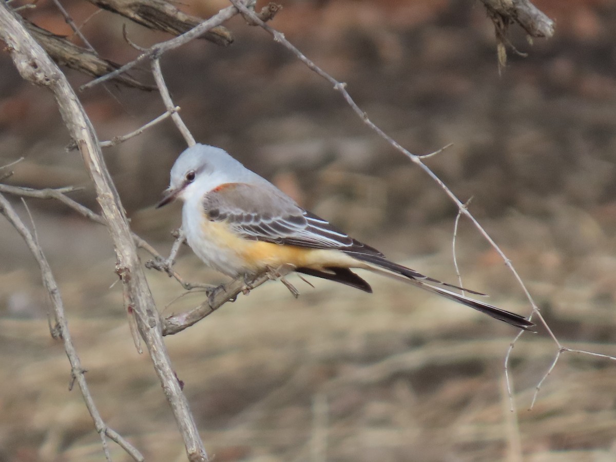 Scissor-tailed Flycatcher - ML646023726
