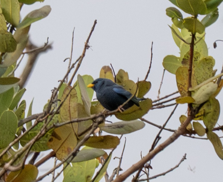 Blue Finch - ML646023733