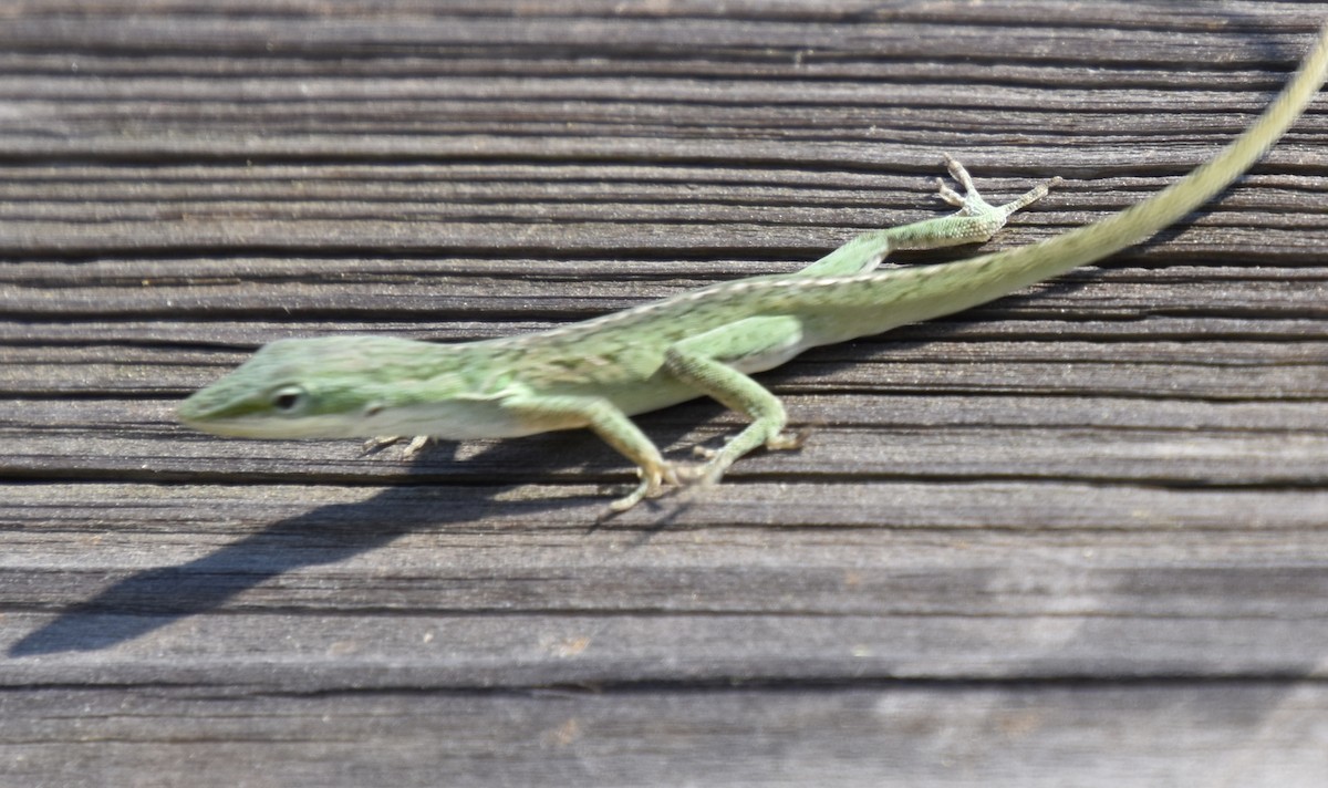 Green Anole - ML646023736