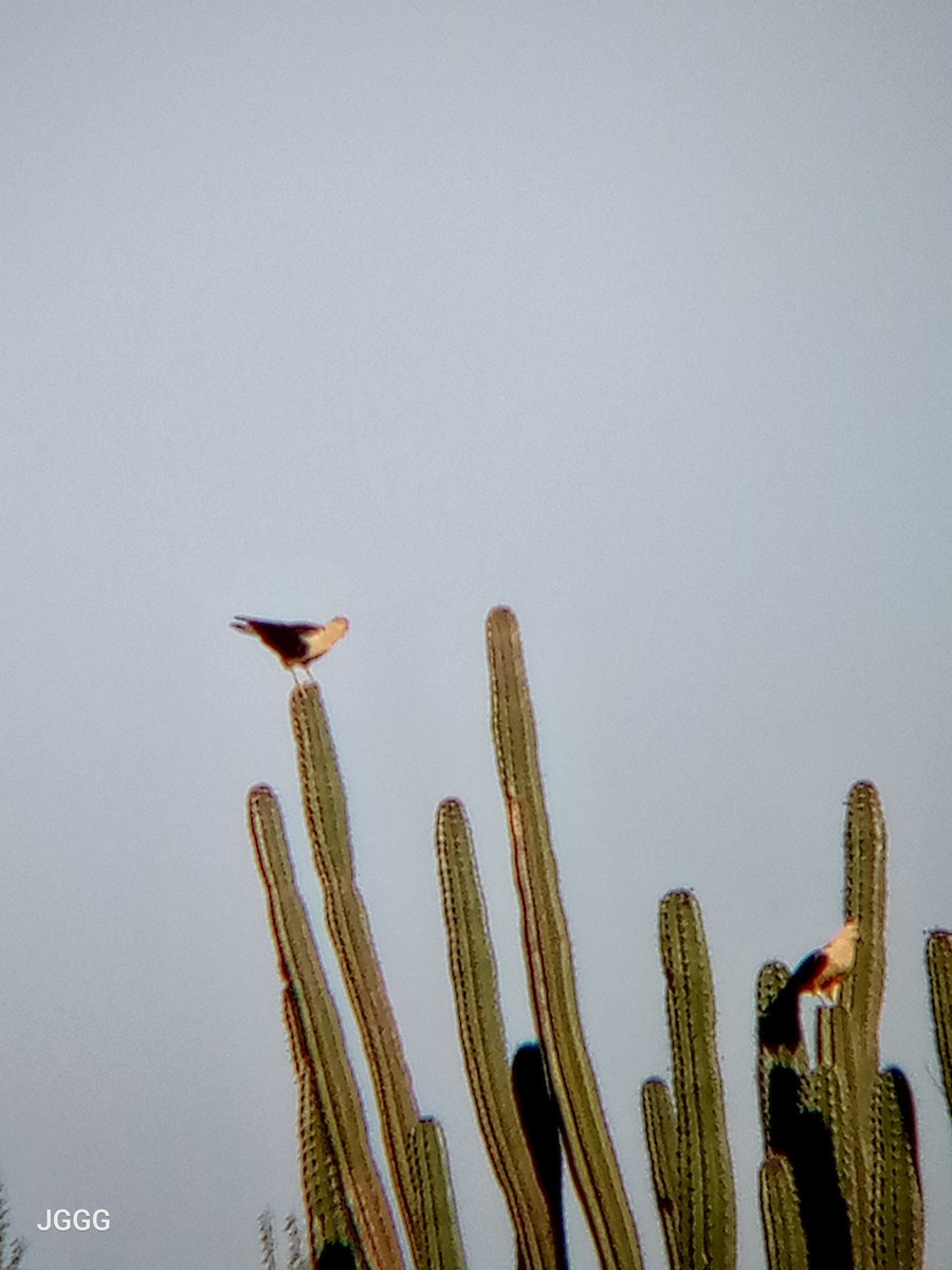 Yellow-headed Caracara - ML646023740