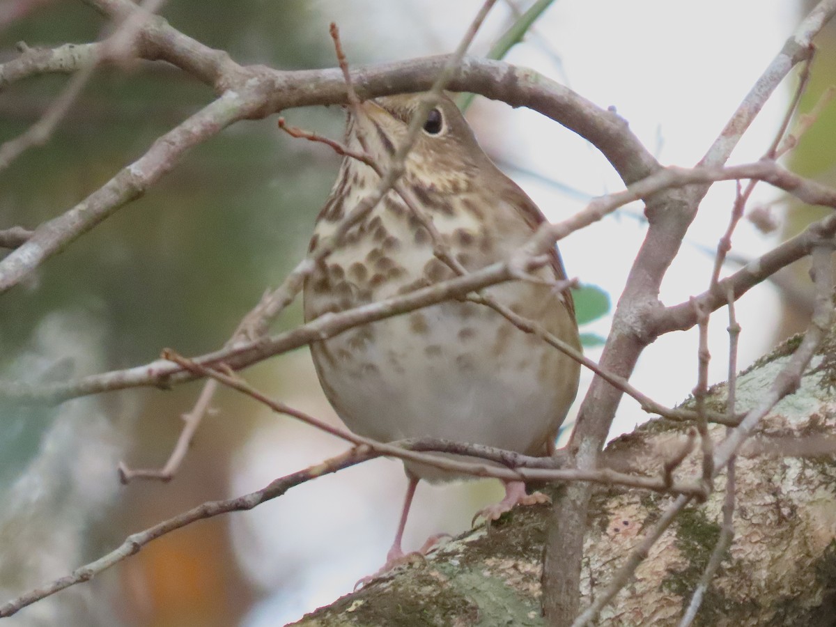 Hermit Thrush - ML646023746