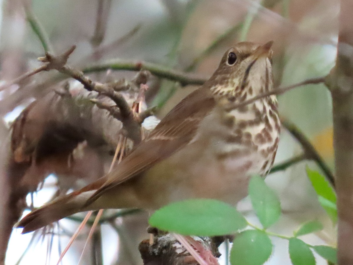 Hermit Thrush - ML646023747
