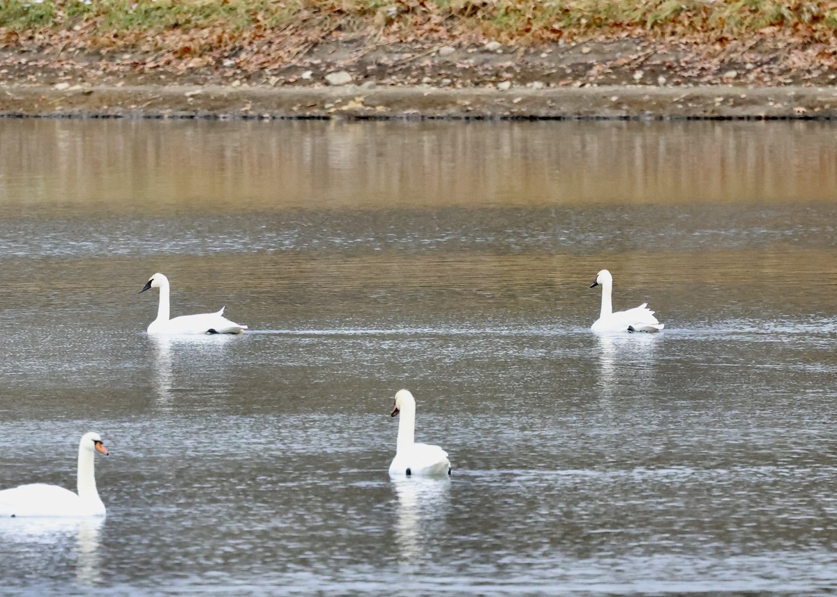 Trumpeter Swan - ML646023749