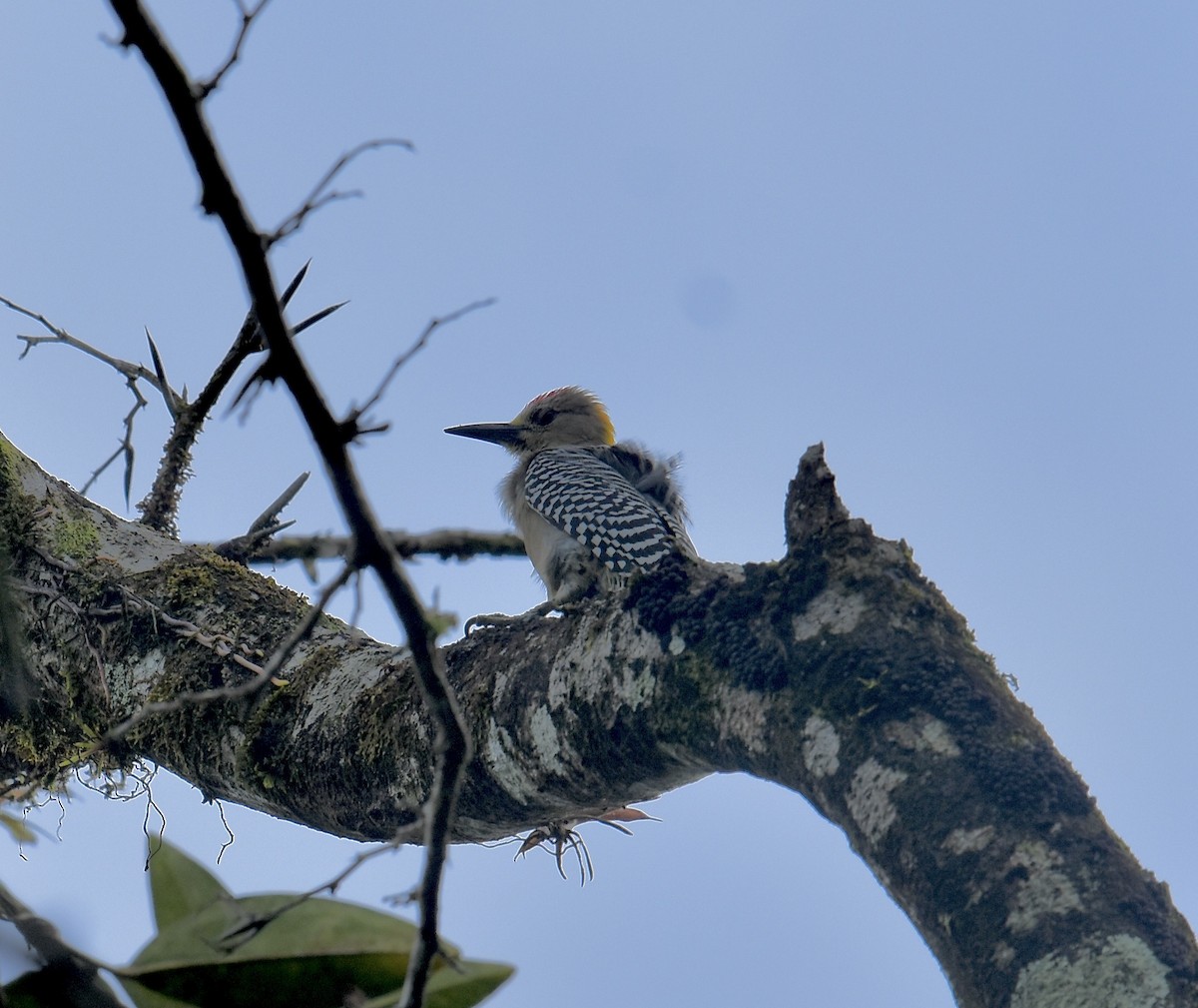 Hoffmann's Woodpecker - ML646023754