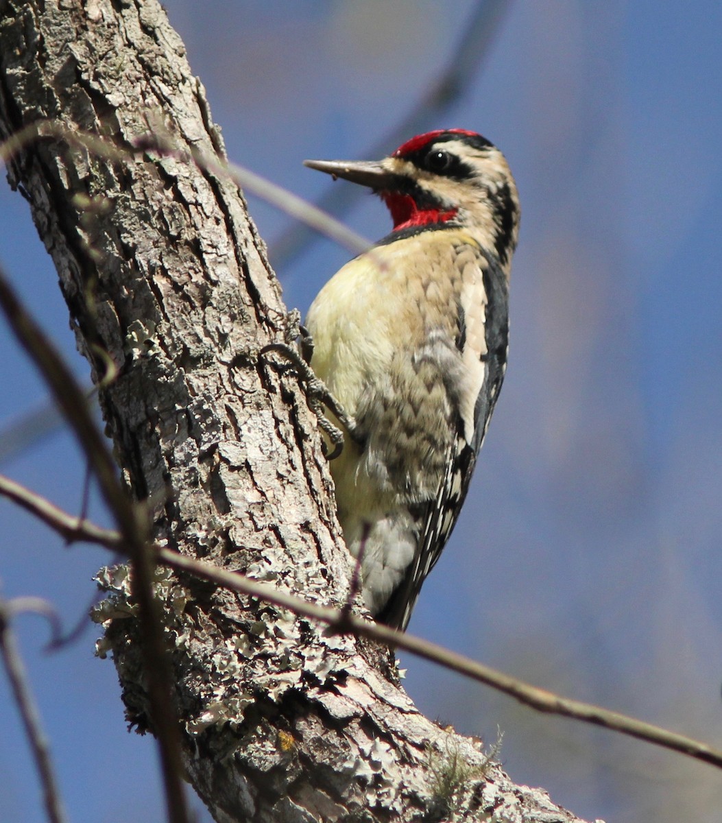 Yellow-bellied Sapsucker - ML646023755