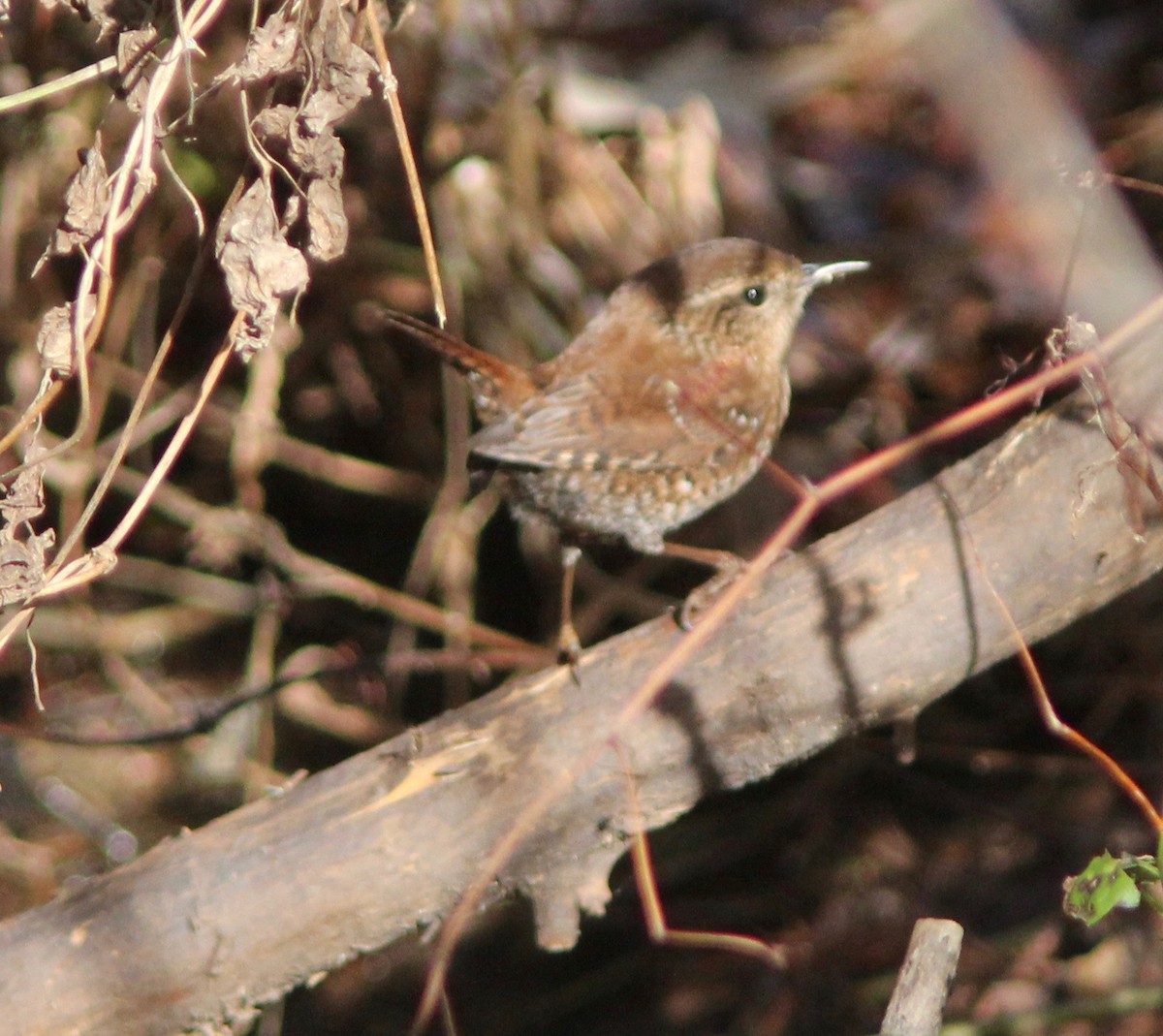Winter Wren - ML646023764