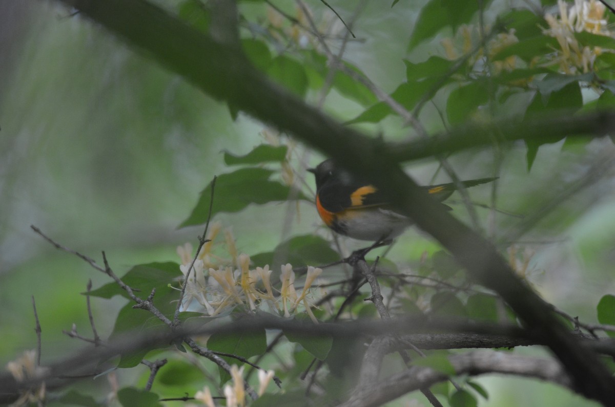 American Redstart - ML646023766