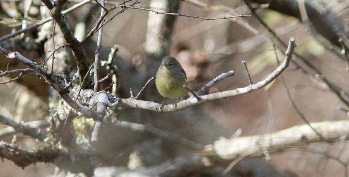 Orange-crowned Warbler - ML646023772