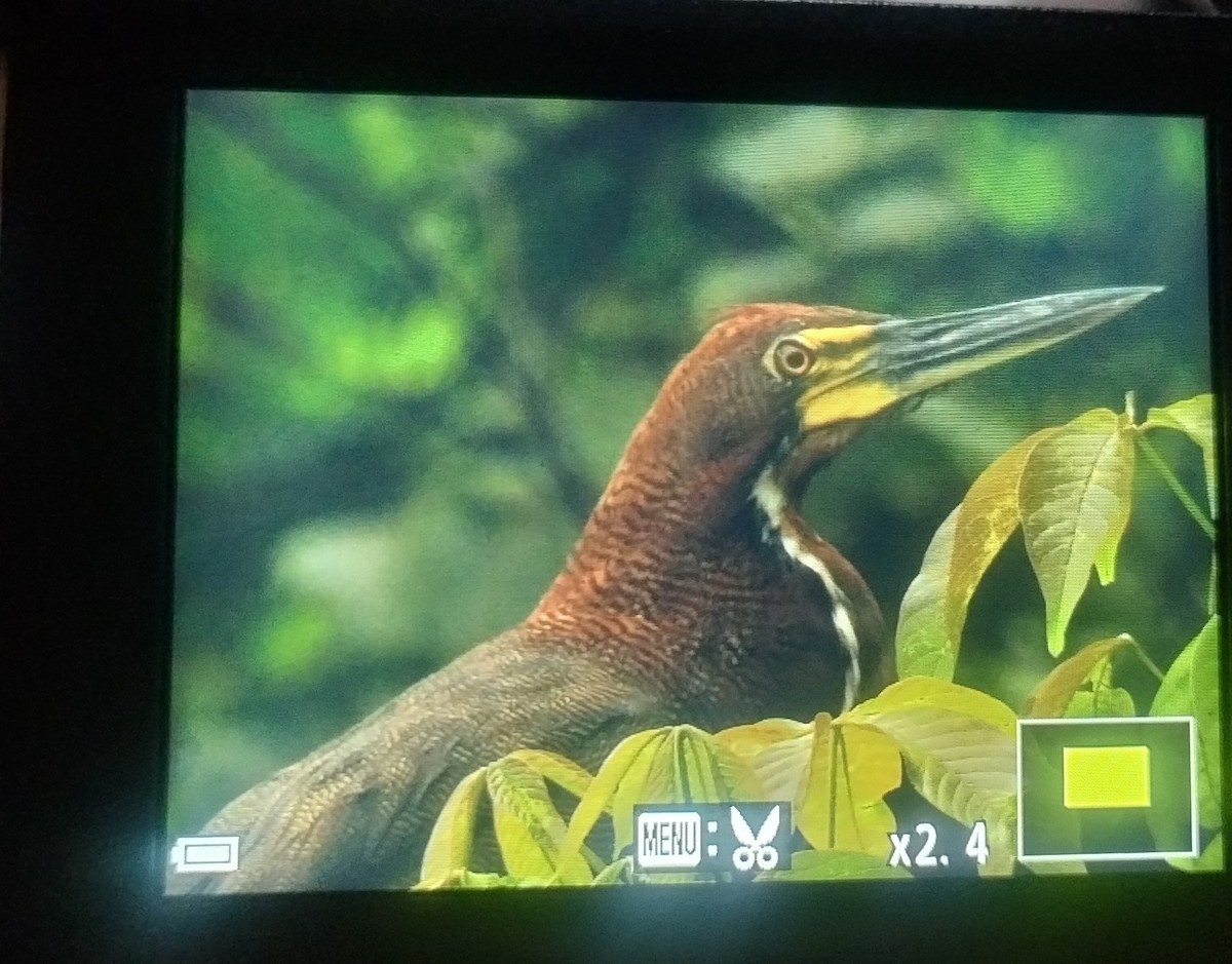 bukač červenavý - ML646023773